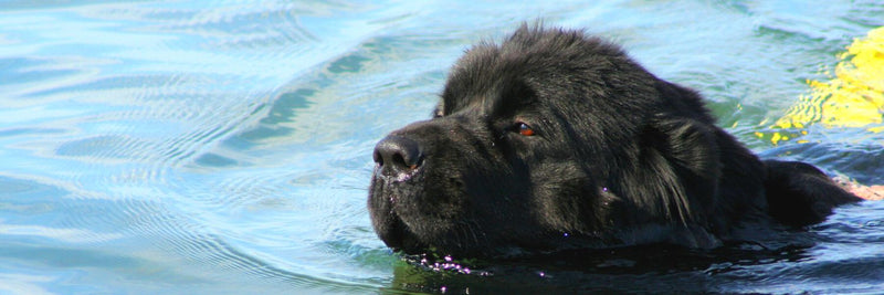Newfoundland Dog Coast Guard Furry Italian Lifeguards Save Lives