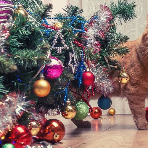 Paws Off The Tinsel: Why Do Cats Attack Christmas Trees?