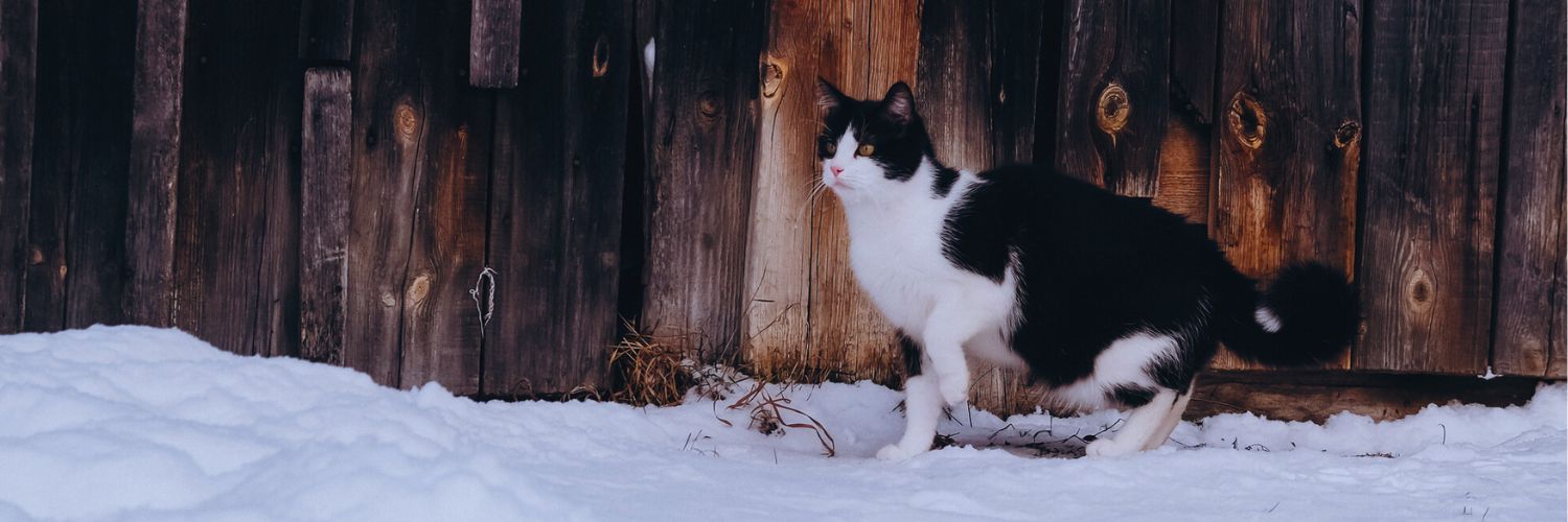 How to Keep Outdoor Cats Warm in Winter – The Barn Cat Lady