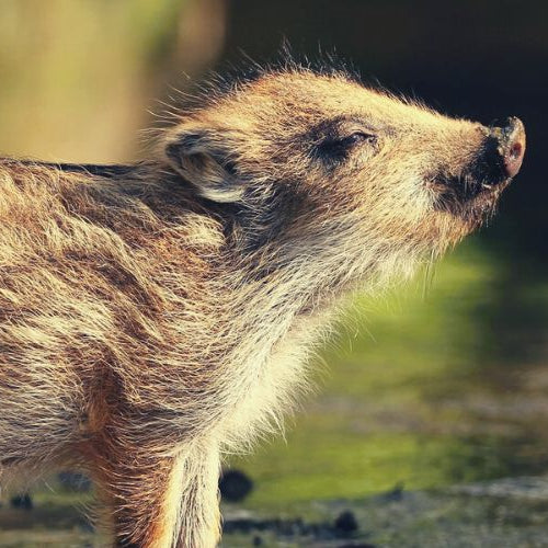 Pictures of baby animals, specifically that of a wild boar walking on a stream