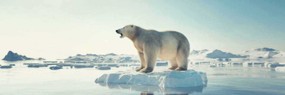 Polar Bears' Diet Is 25% Plastic, Russian Scientists Say - The