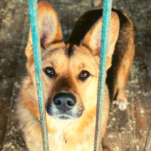 Purebred dog behind a cage in a shelter