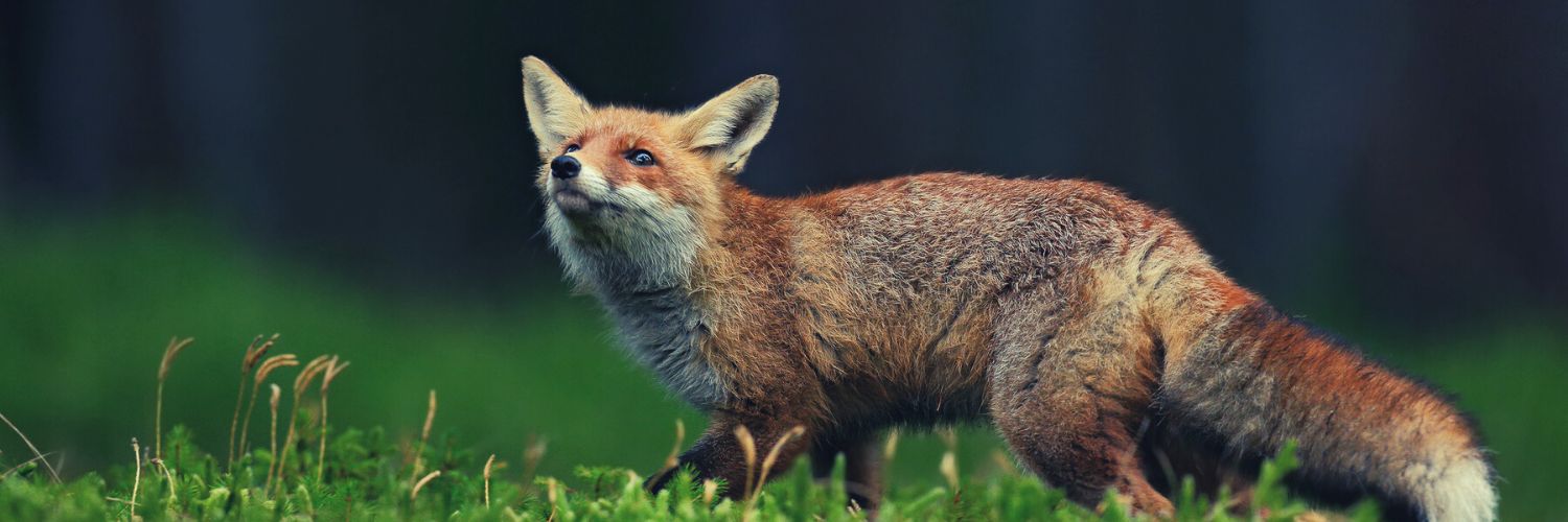 are foxes more similar to dogs or cats