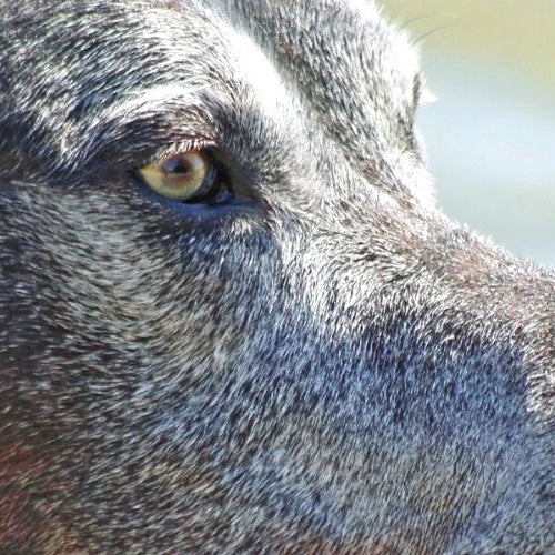 An old black dog representing senior dog behavior changes