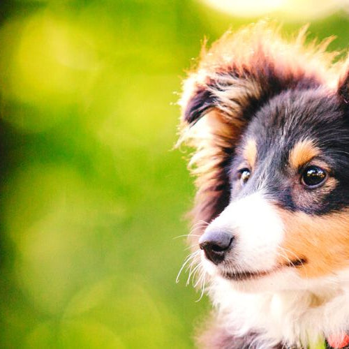 Sheltie loves standing outdoors