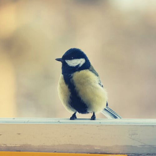 Small bird on window pane