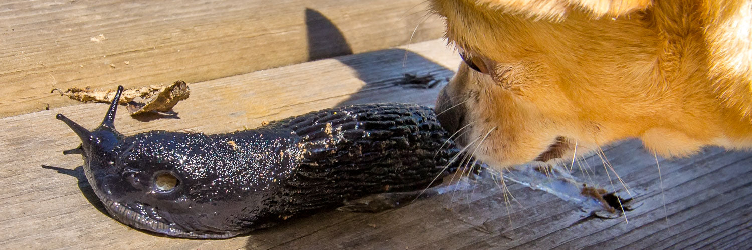 What happens if a outlet cat eats a slug