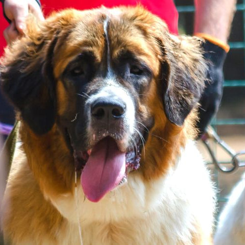 Trainers holding leashed pets in a class as a social enrichment for dogs