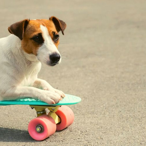 5 Best Funny Dog GIFs To Look At — Animal Hearted Apparel