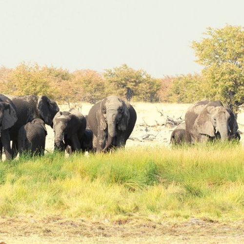 Herd of African elephants grazing in the wild under the Great Elephant Census