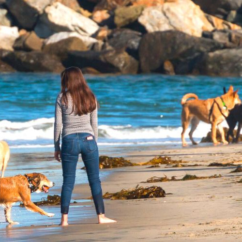 People and dogs walking in the Original Dog Beach in San Diego, California