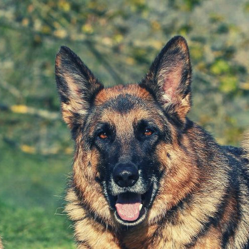 Vocal German Shepherd Dogs 101