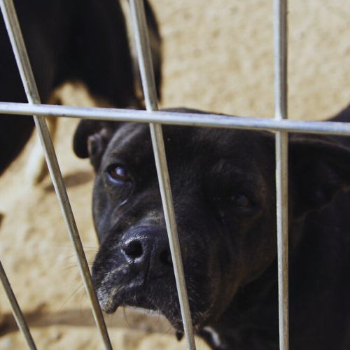 Two black dogs behind cage in a shelter